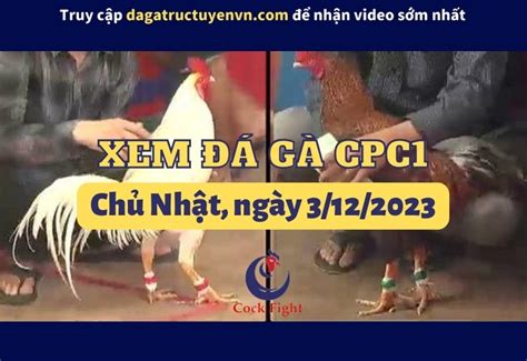 dagatructuyenvn.com|Đá Gà Trực Tuyến 26/8/2024 .